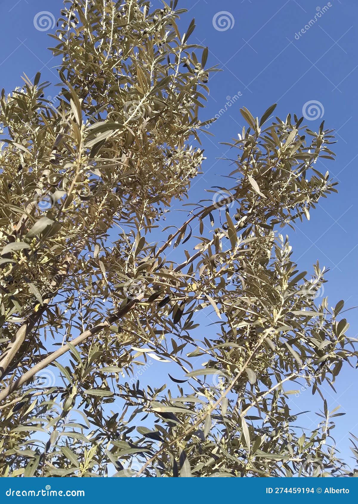 Young Olive tree stock photo. Image of yoolive, tree 274459194