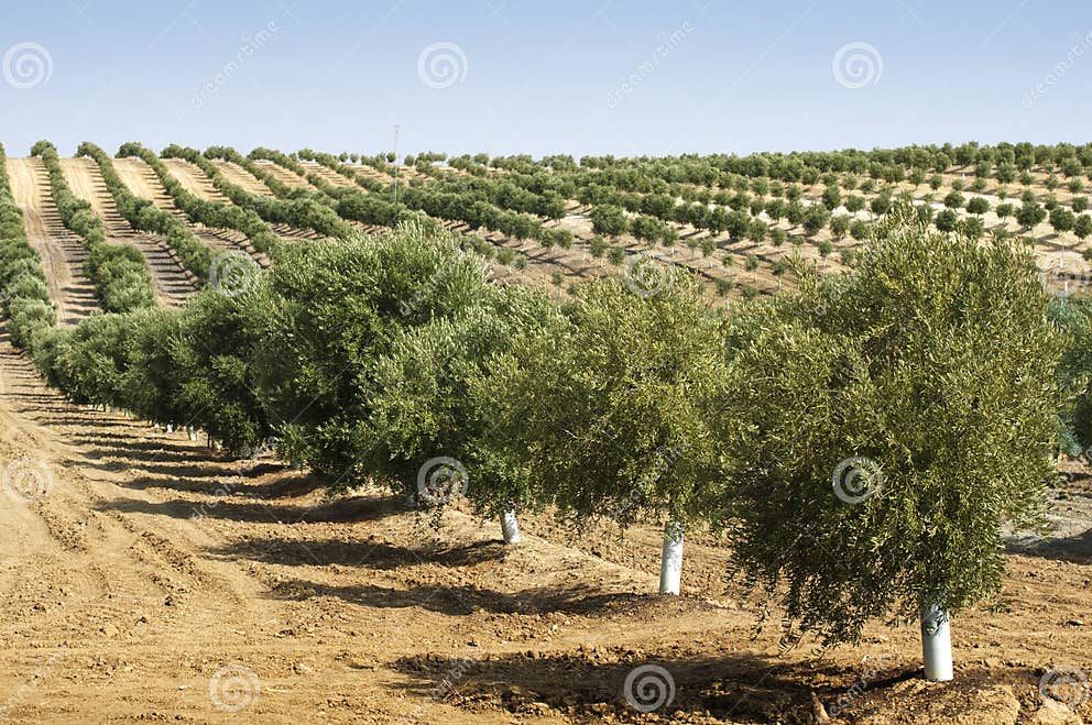 Young olive trees stock image. Image of oliven, leaves 26308317