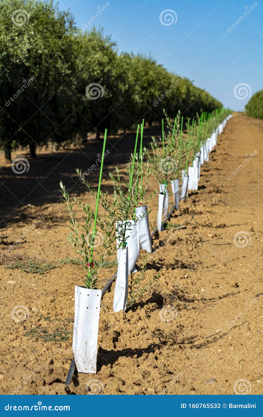 Young Olive Trees Growing on Plantations in Andalusia Near Cordoba