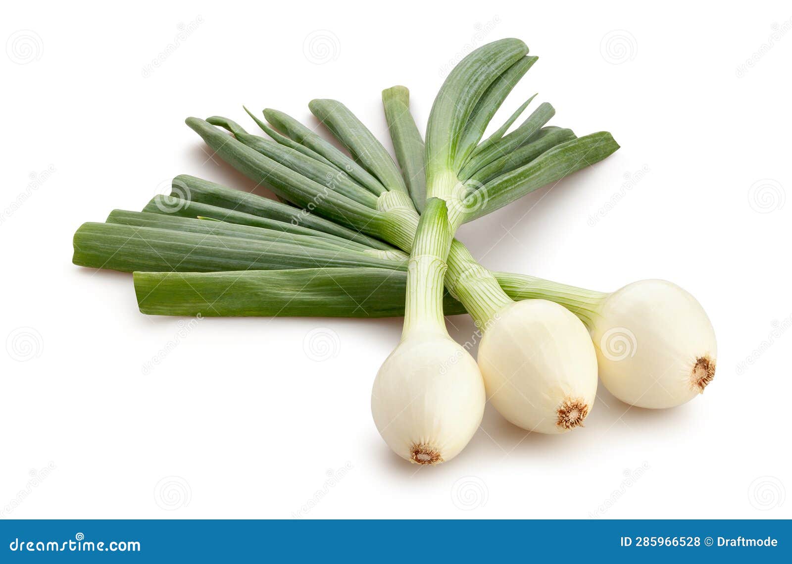 Young onion path isolated stock photo. Image of food 285966528