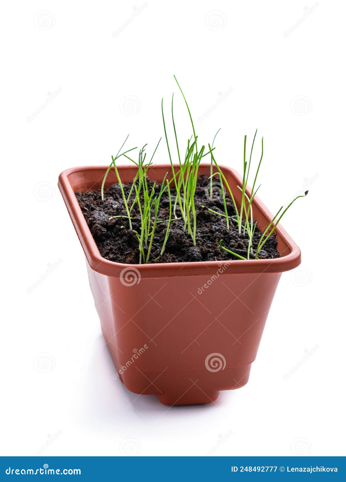 Young Onion Plant in Pot Isolated on White Stock Image Image of crop