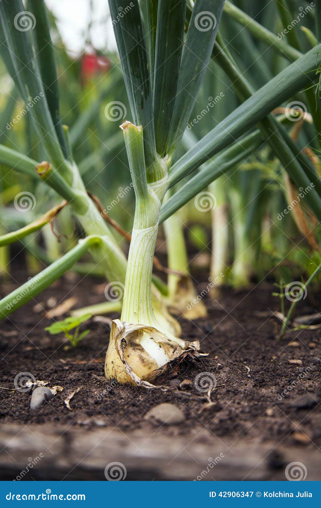 Young onions stock image. Image of soil, plant, nature 42906347