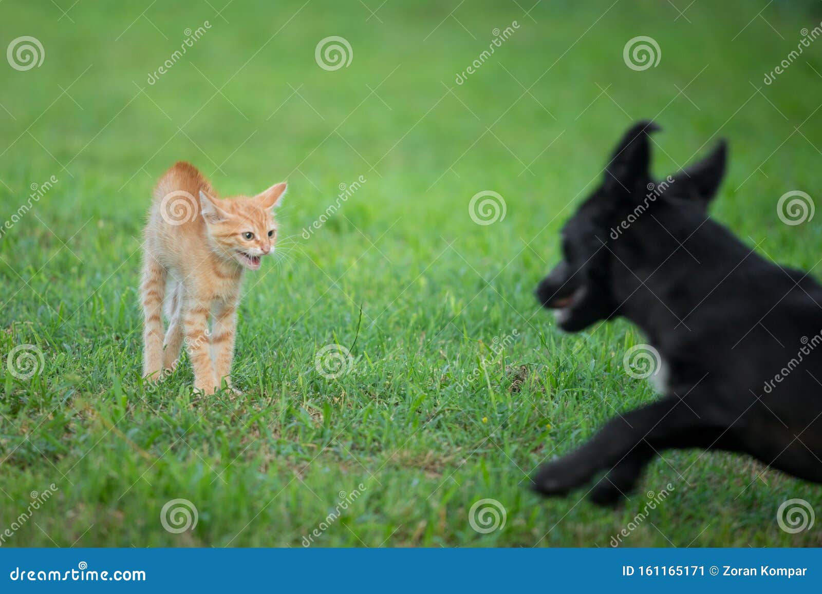 Young Orange Cat Standing on Green Grass and Looking Scared at Black