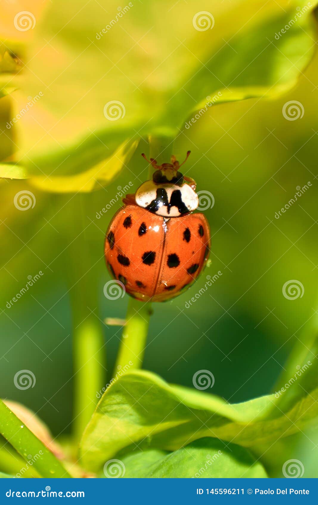 Young Orange Ladybug Standing on Stick of Currant Plant Stock Image