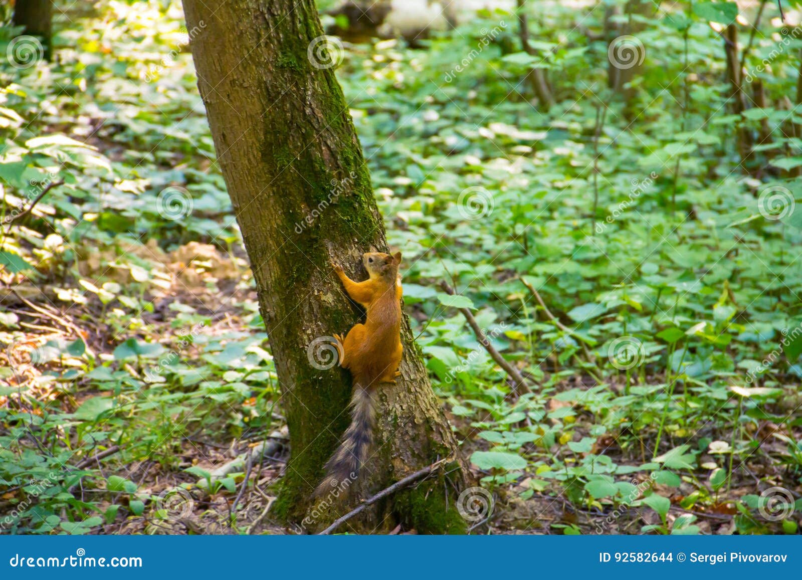 Young Orange Squirrel with a Striped Tail Sitting on Tree Stock Photo