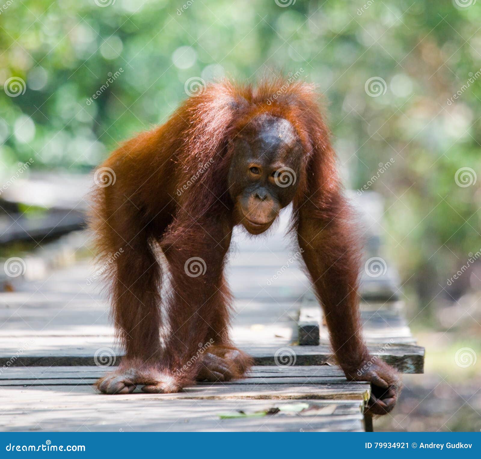 Young Orangutan  Standing  On A Wooden Platform In The 