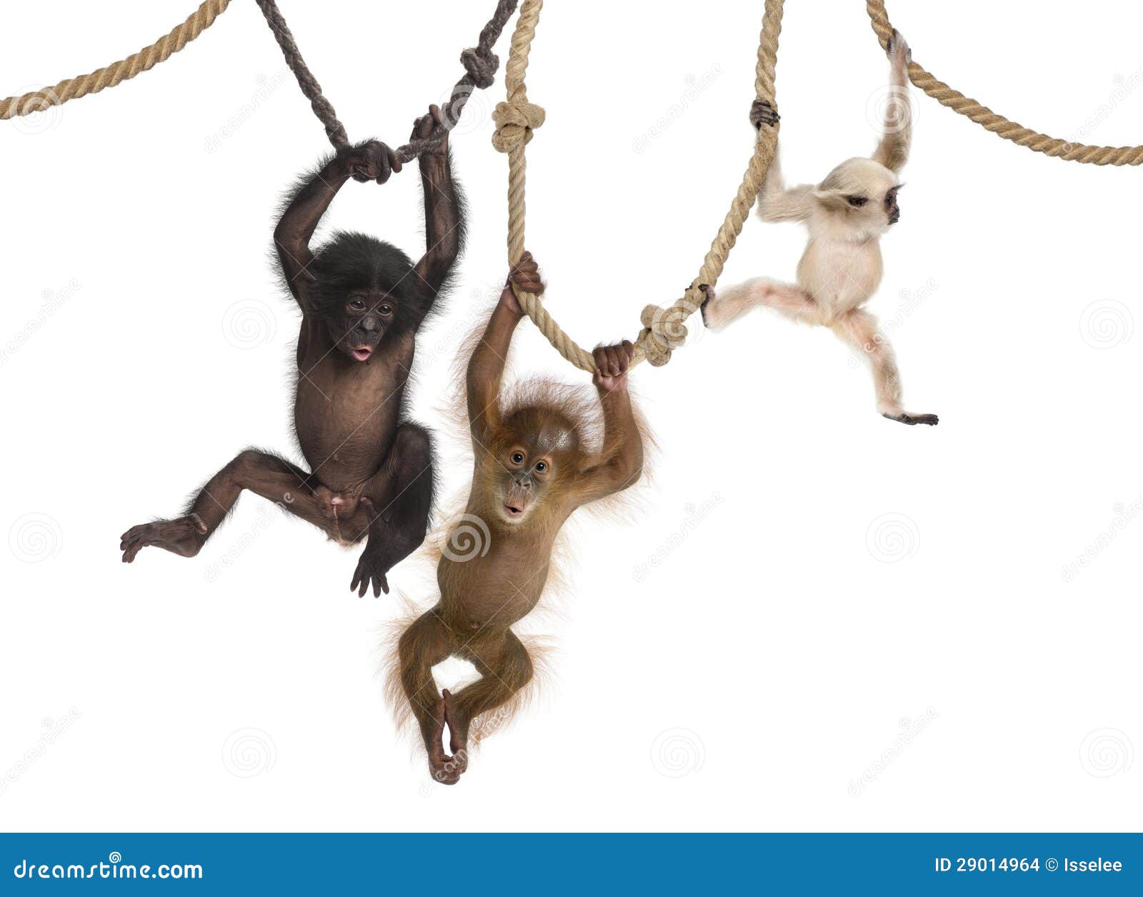 young orangutan, young pileated gibbon and young bonobo hanging on ropes