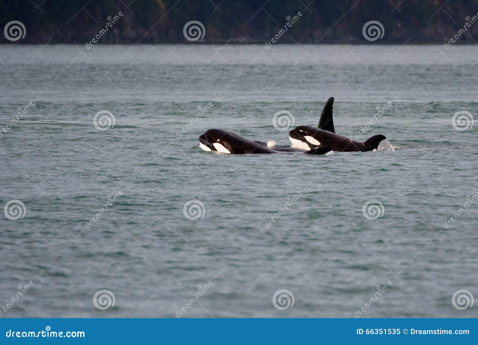 young orcas