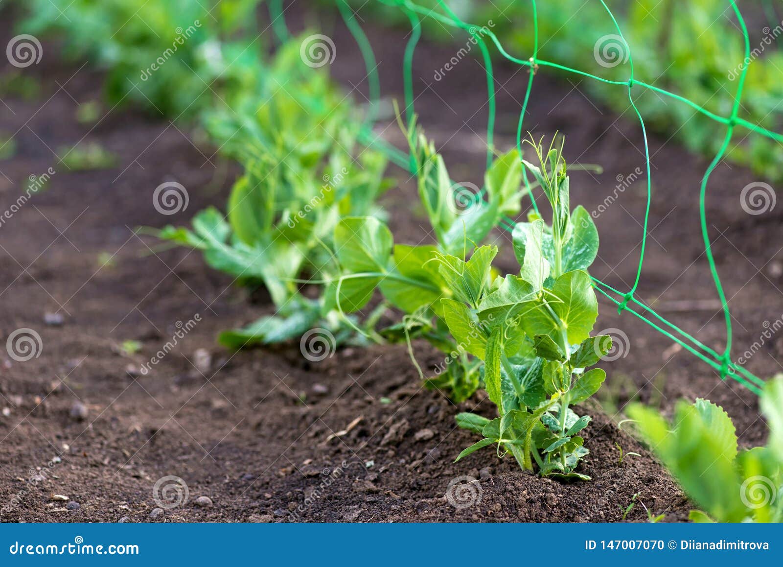 Young Organic Pea Plants in the Garden Creeping through a Grid Stock