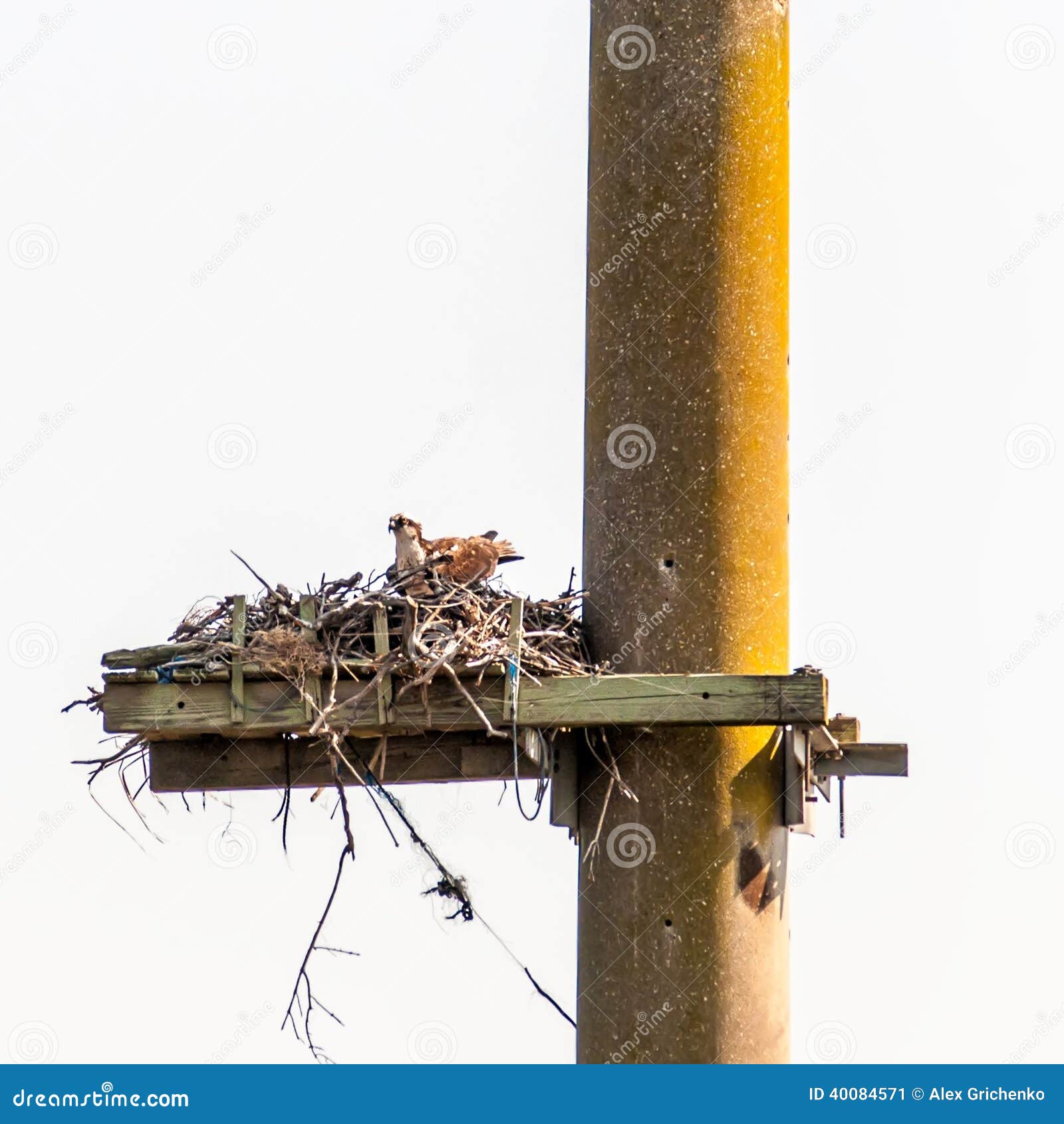Young Osprey in a nest stock image. Image of young, hawk - 40084571