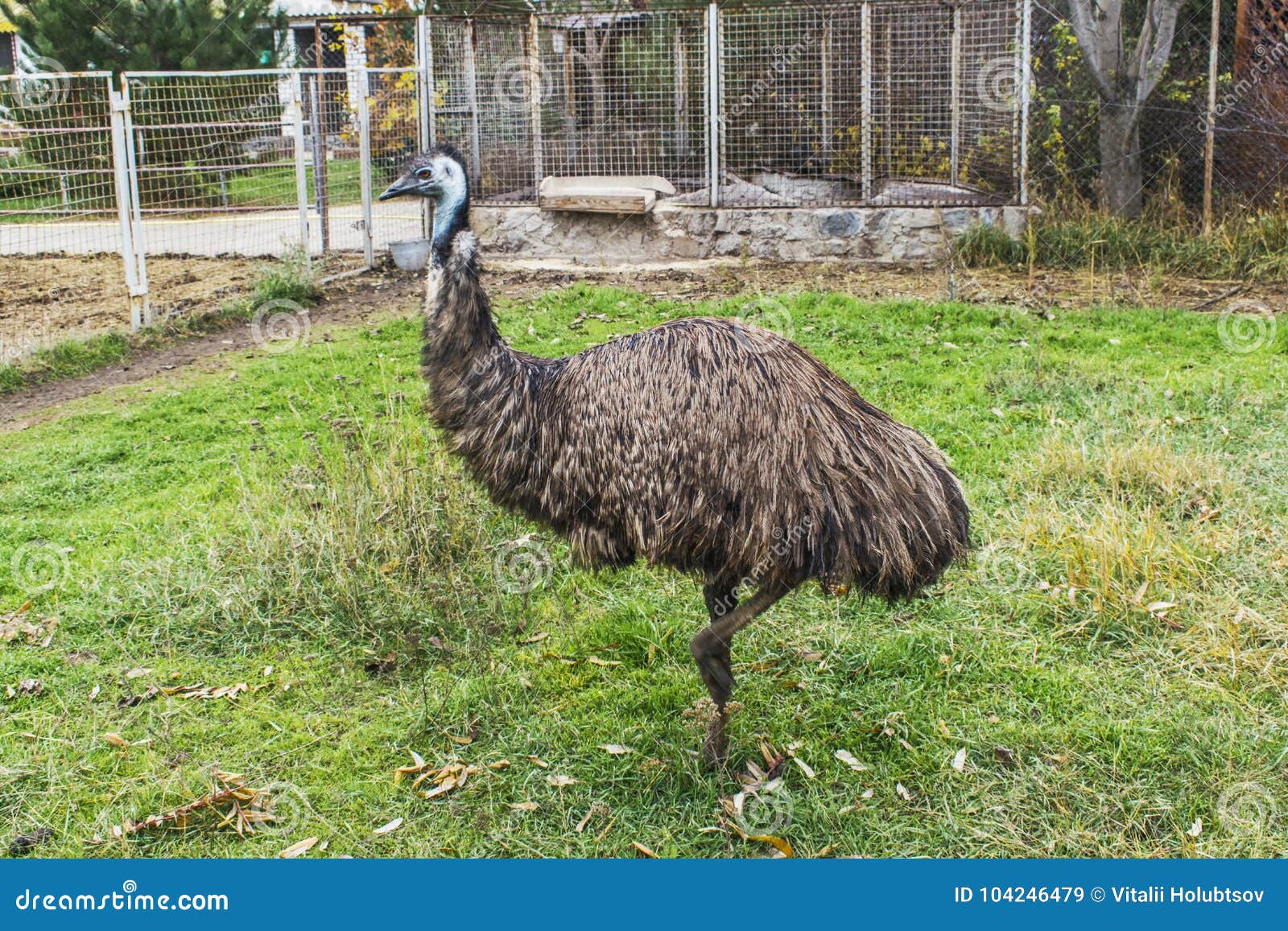A Young Ostrich Walks through an Ostrich Farm. Stock Image Image of