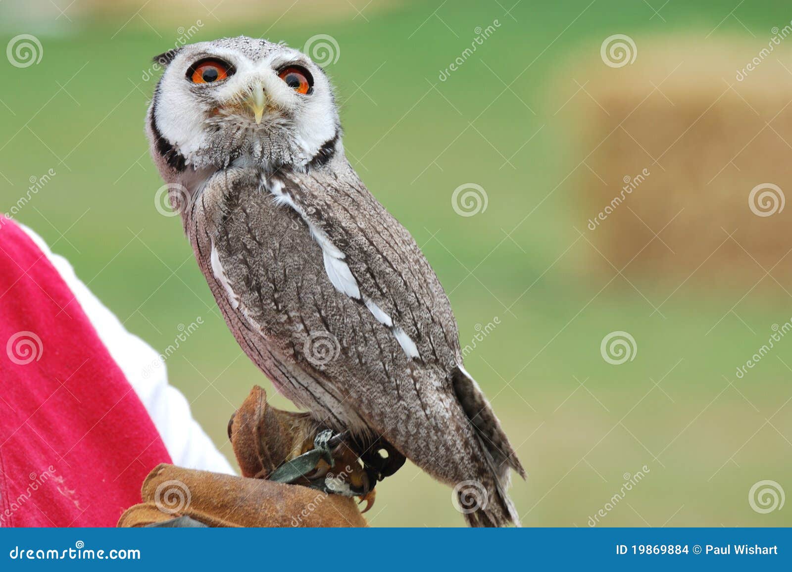Young owl perched on glove stock photo. Image of amber 19869884