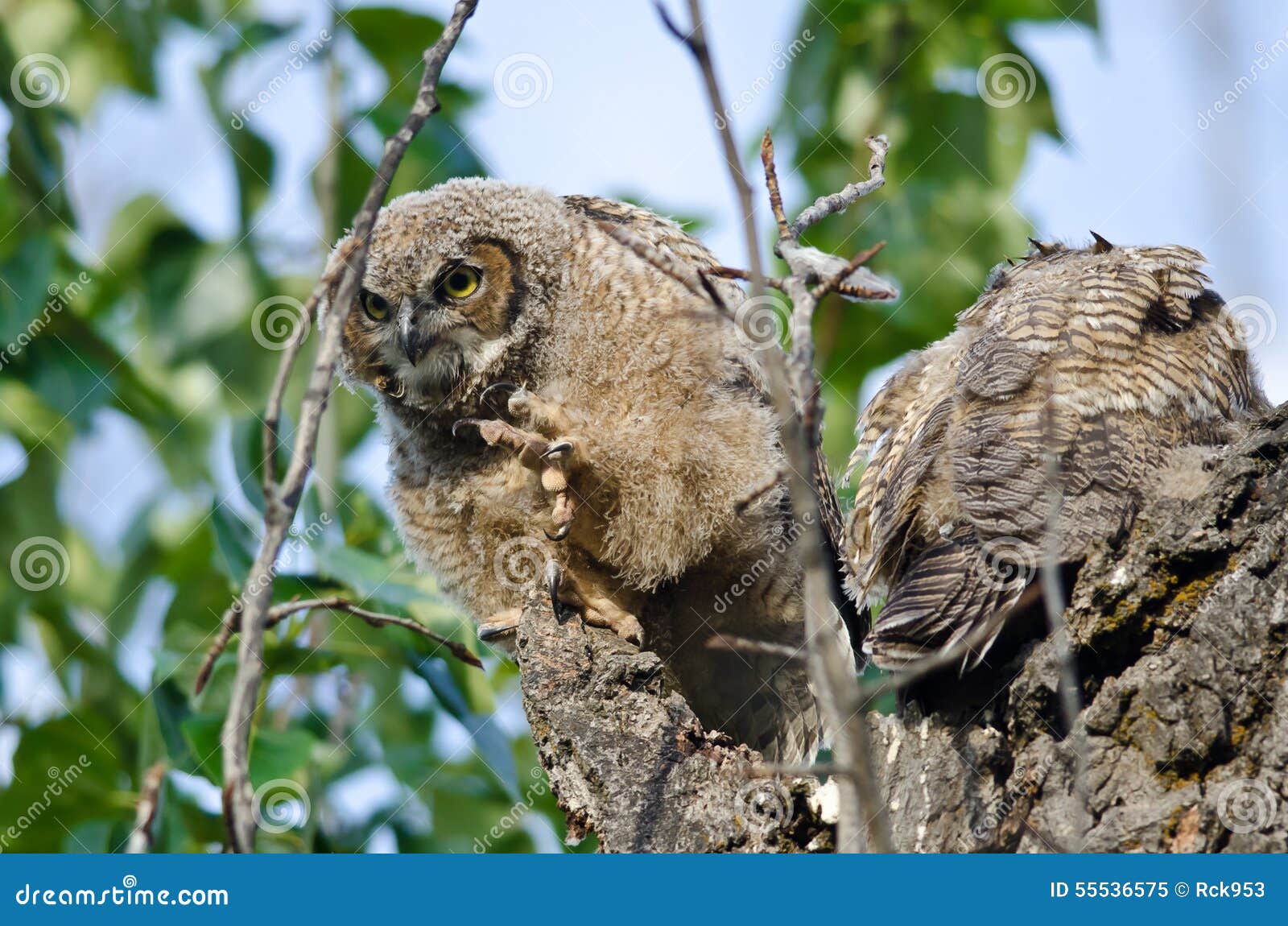 Young Owlet Peering in the Distance with Claw Extended Stock Image
