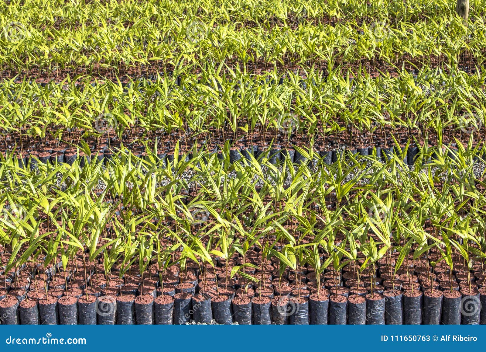 Young palm tree stock image. Image of growth, care, cultivate 111650763