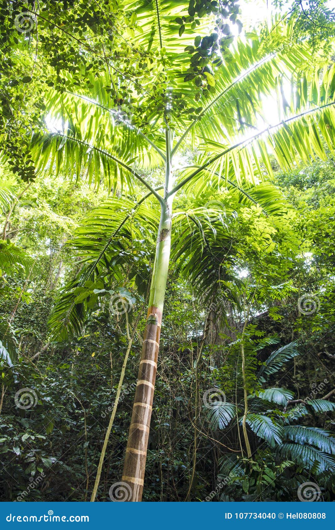 Young Palm Tree Growing To Light in Rainforest Stock Photo Image of