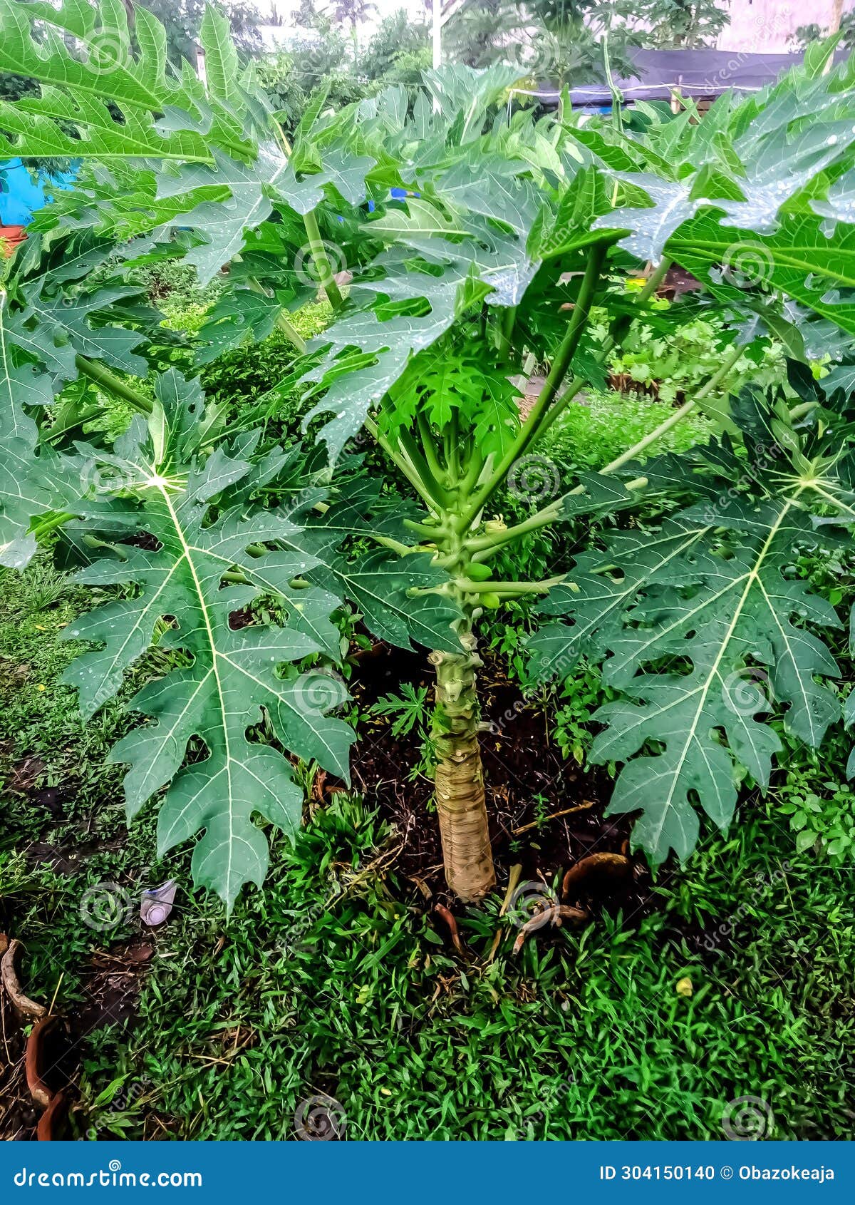 Young Papaya Trees Grow Well in the Yard Stock Photo Image of papaya, grow 304150140