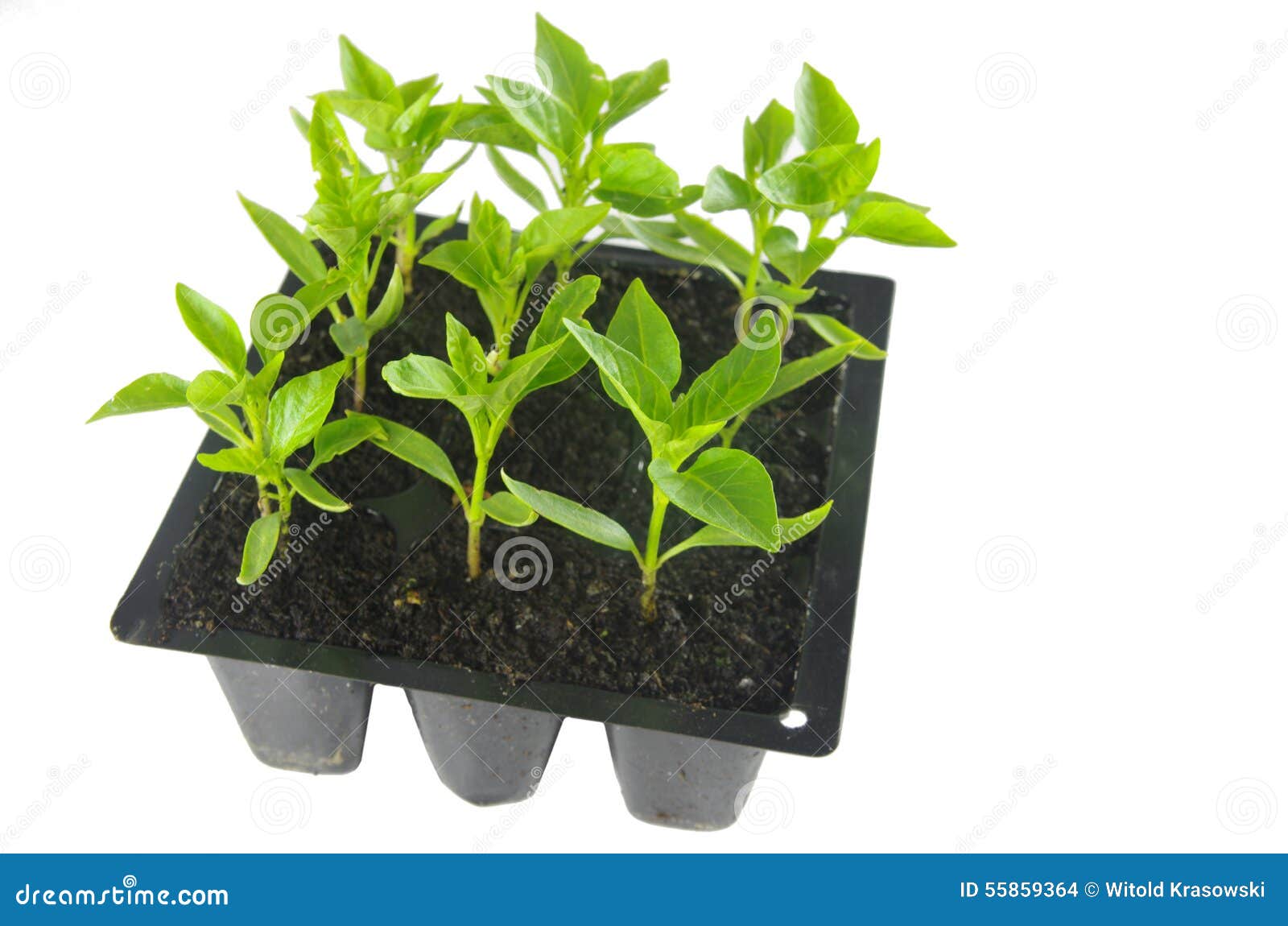 Young of the Paprika Seedling Stock Photo Image of environmental