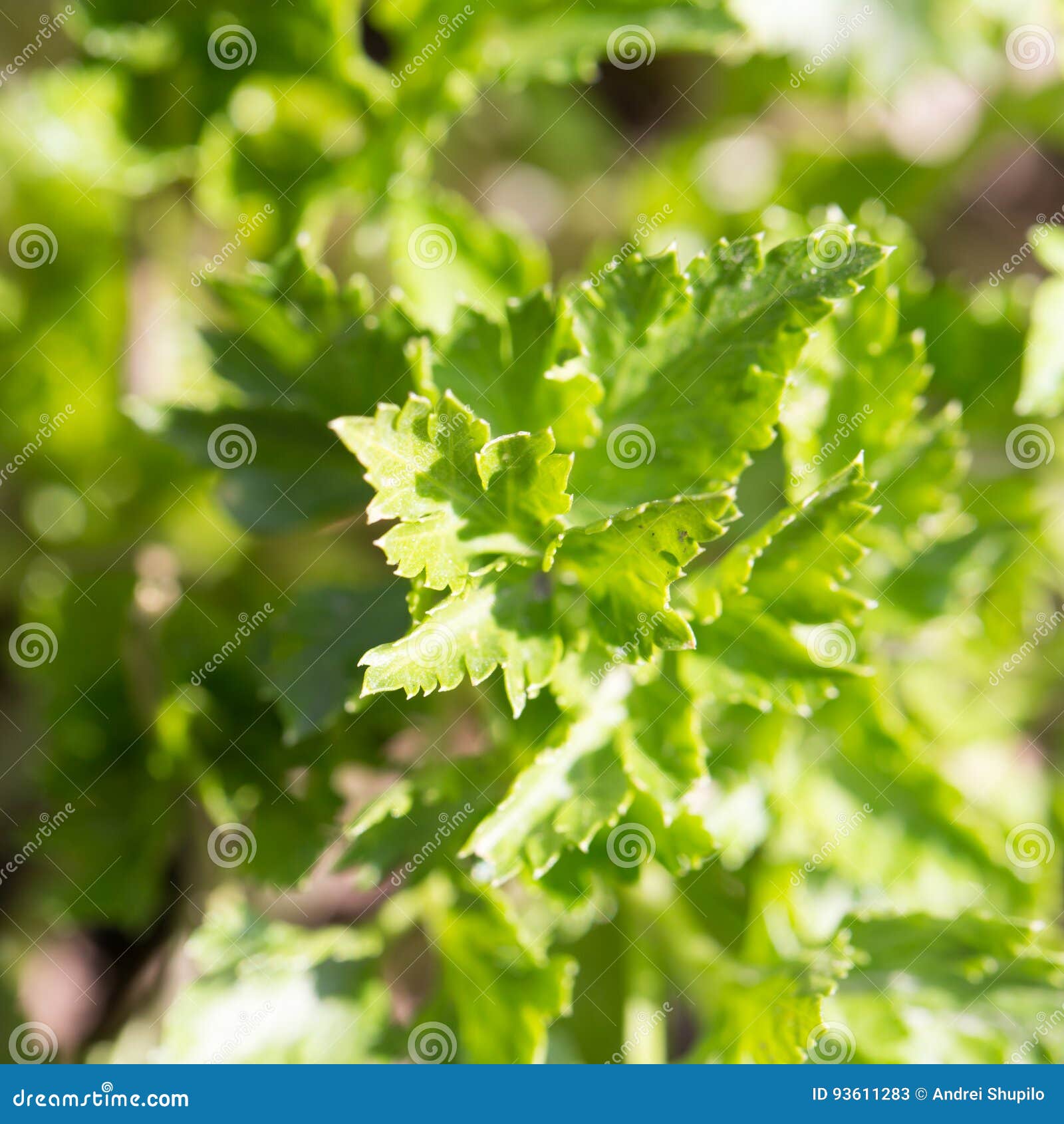 Young Parsley in the Garden on the Nature Stock Image Image of green