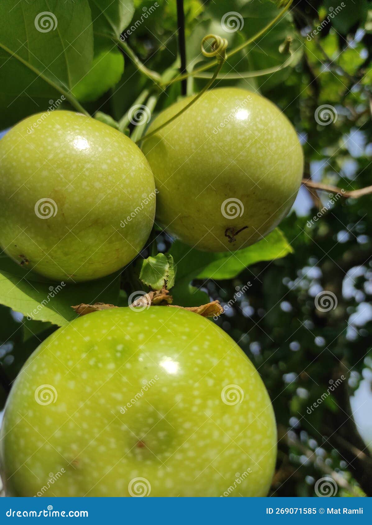 Young Passion Fruit Growing on the Tree Stock Image Image of passion