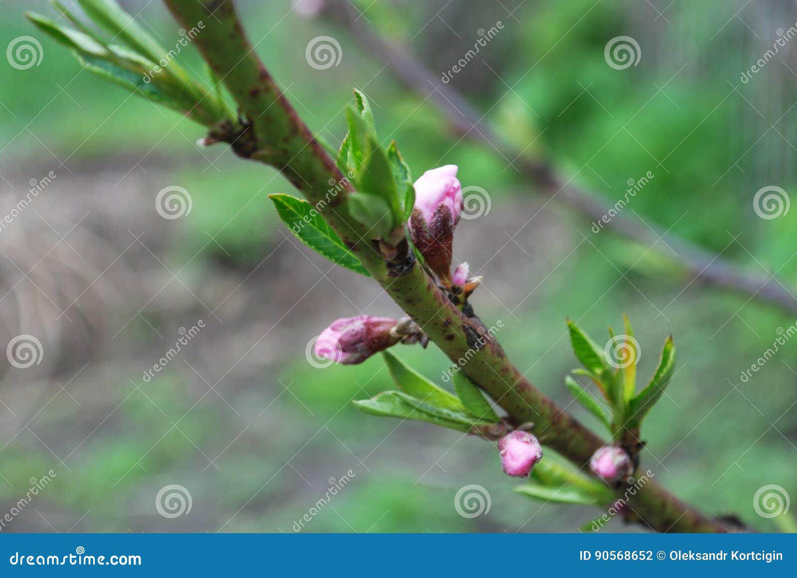 Young Peach Buds in Spring, Beginning of Blooming Flowers Stock Photo