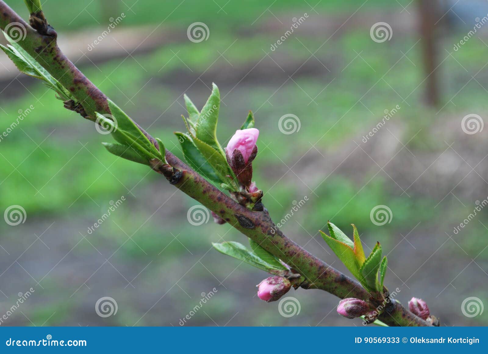 Young Peach Buds in Spring, Beginning of Blooming Flowers Stock Image
