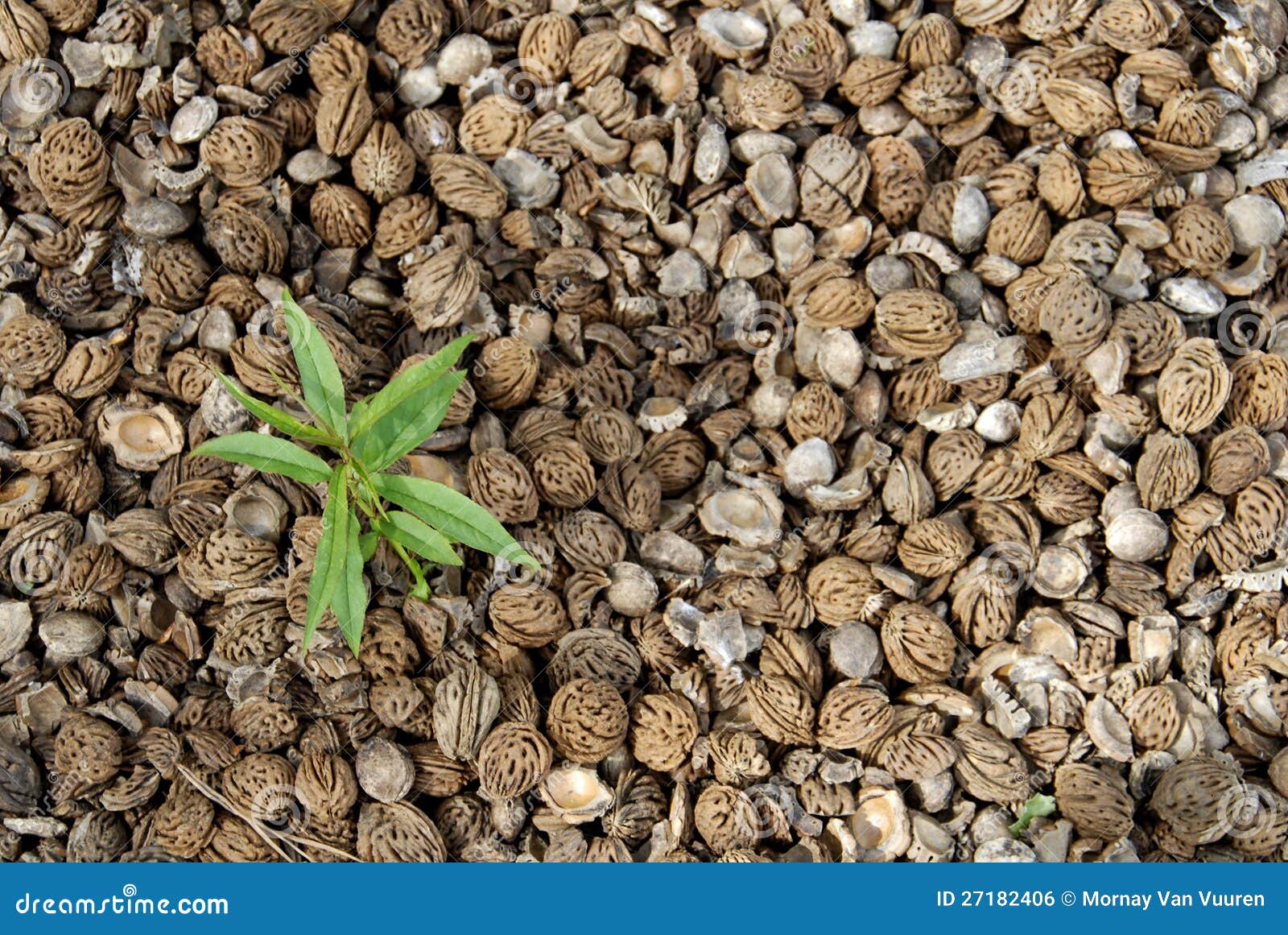 Young peach plant stock photo. Image of plant, tree, agriculture 27182406