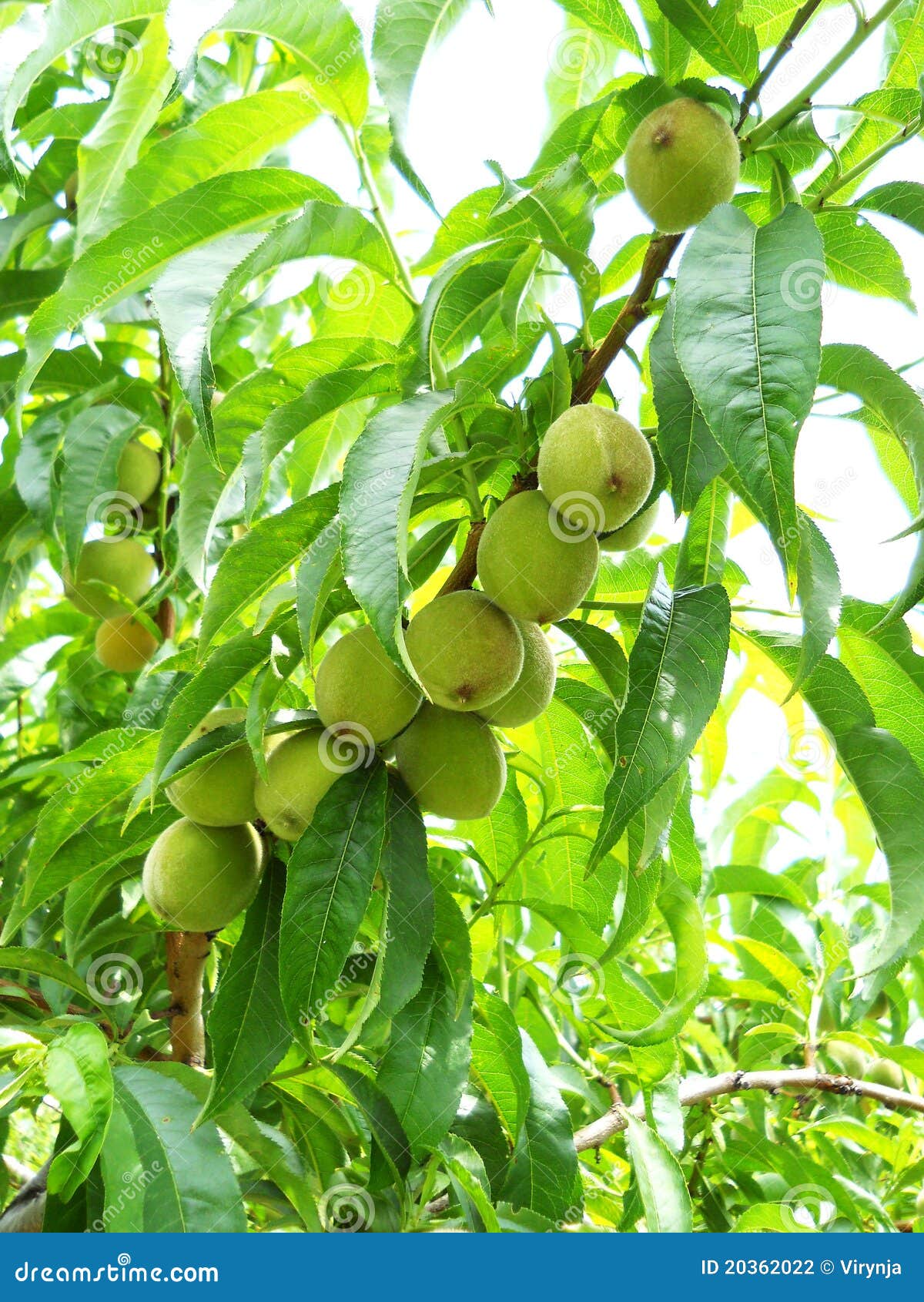 Young peaches stock photo. Image of food, farming, macro 20362022