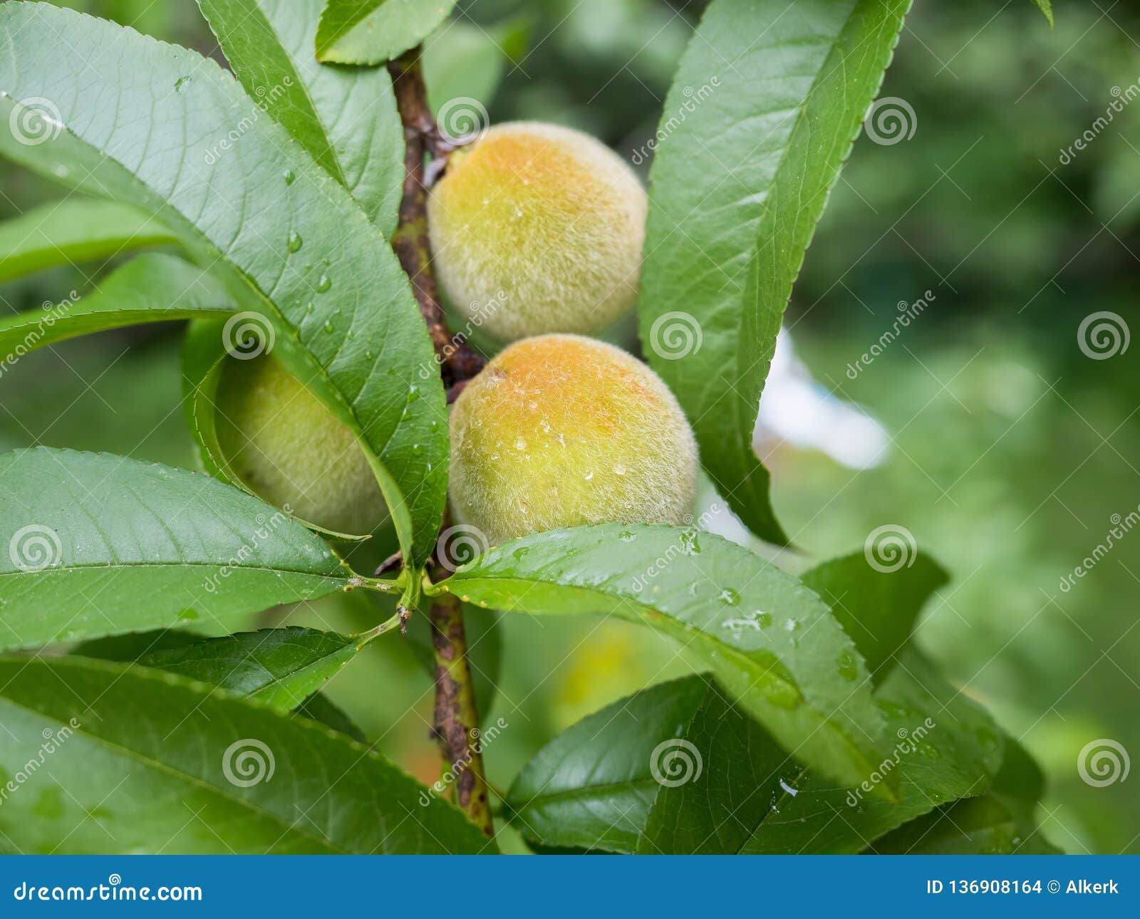 Young Peaches Develop on the Tree Stock Photo Image of june, plant
