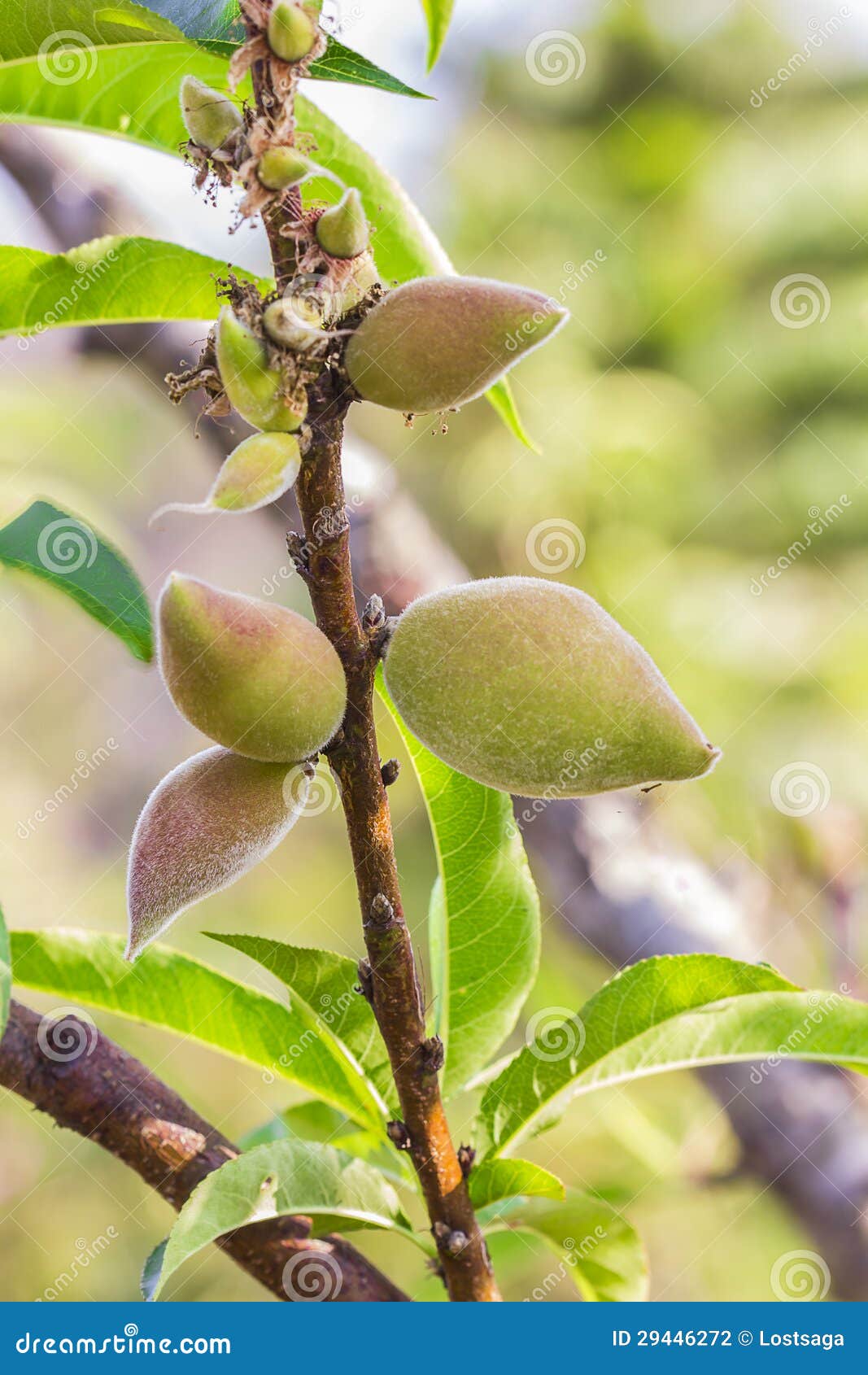 Young peaches fruits stock photo. Image of peach, gardening 29446272