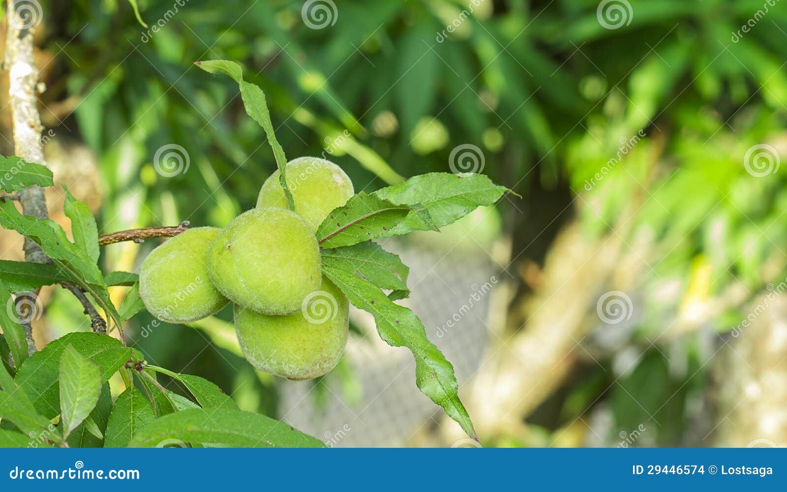 Young peaches fruits stock photo. Image of healthy, closeup 29446574