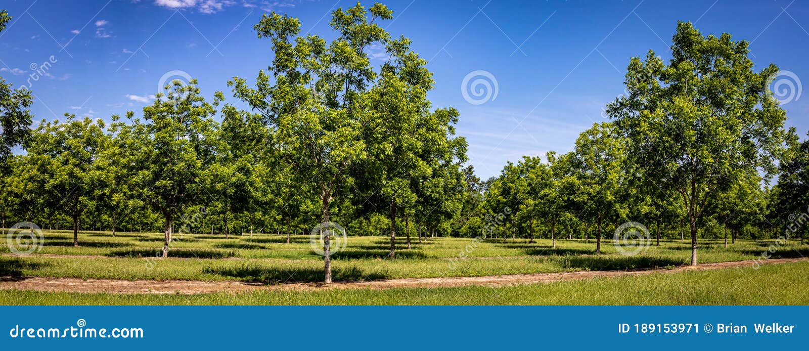Pecan Tree Farm Orchard Rows Of Young Pecan Trees RoyaltyFree Stock