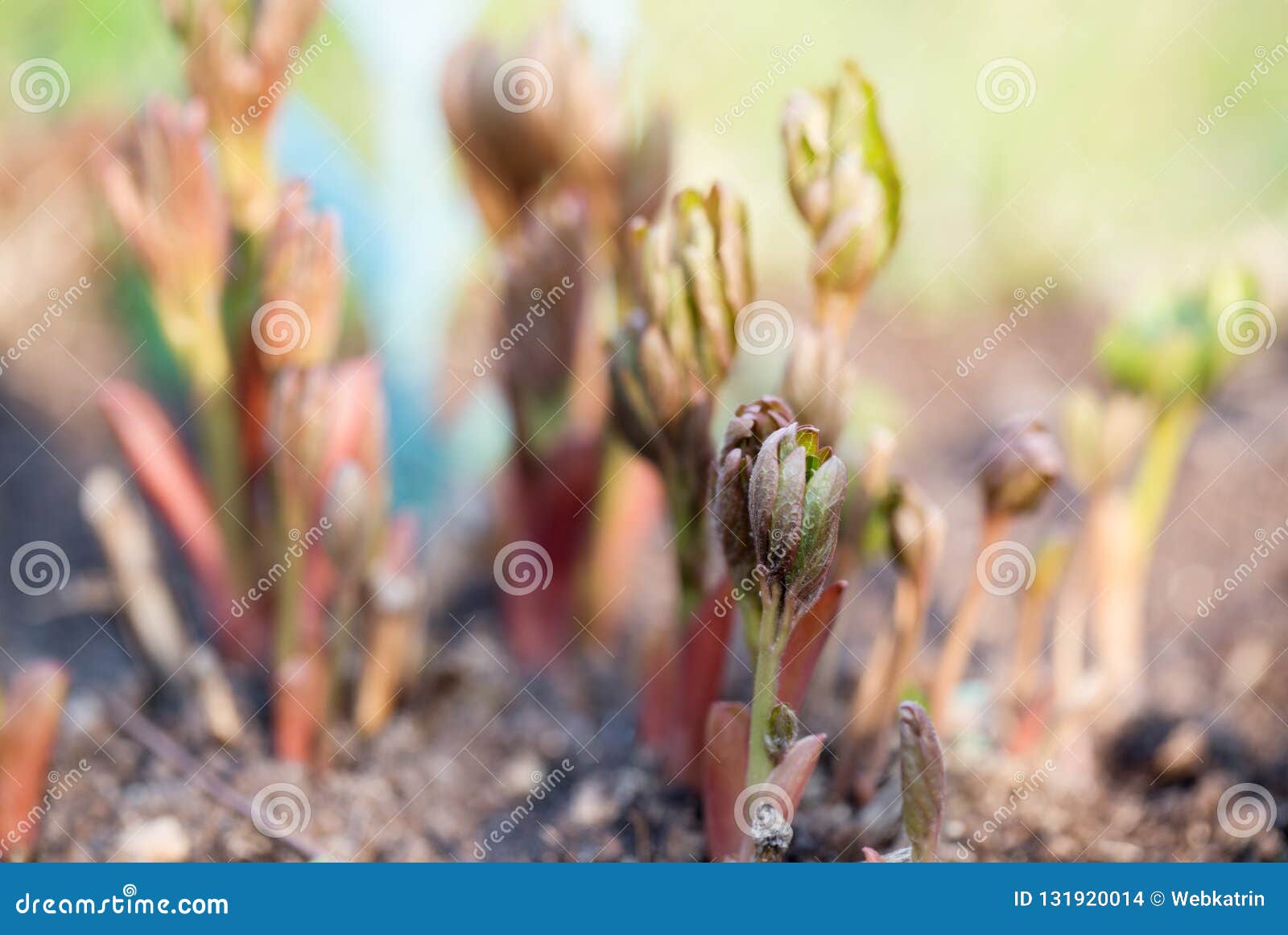 Young Peony Shoots in Early Spring Stock Photo Image of cultural