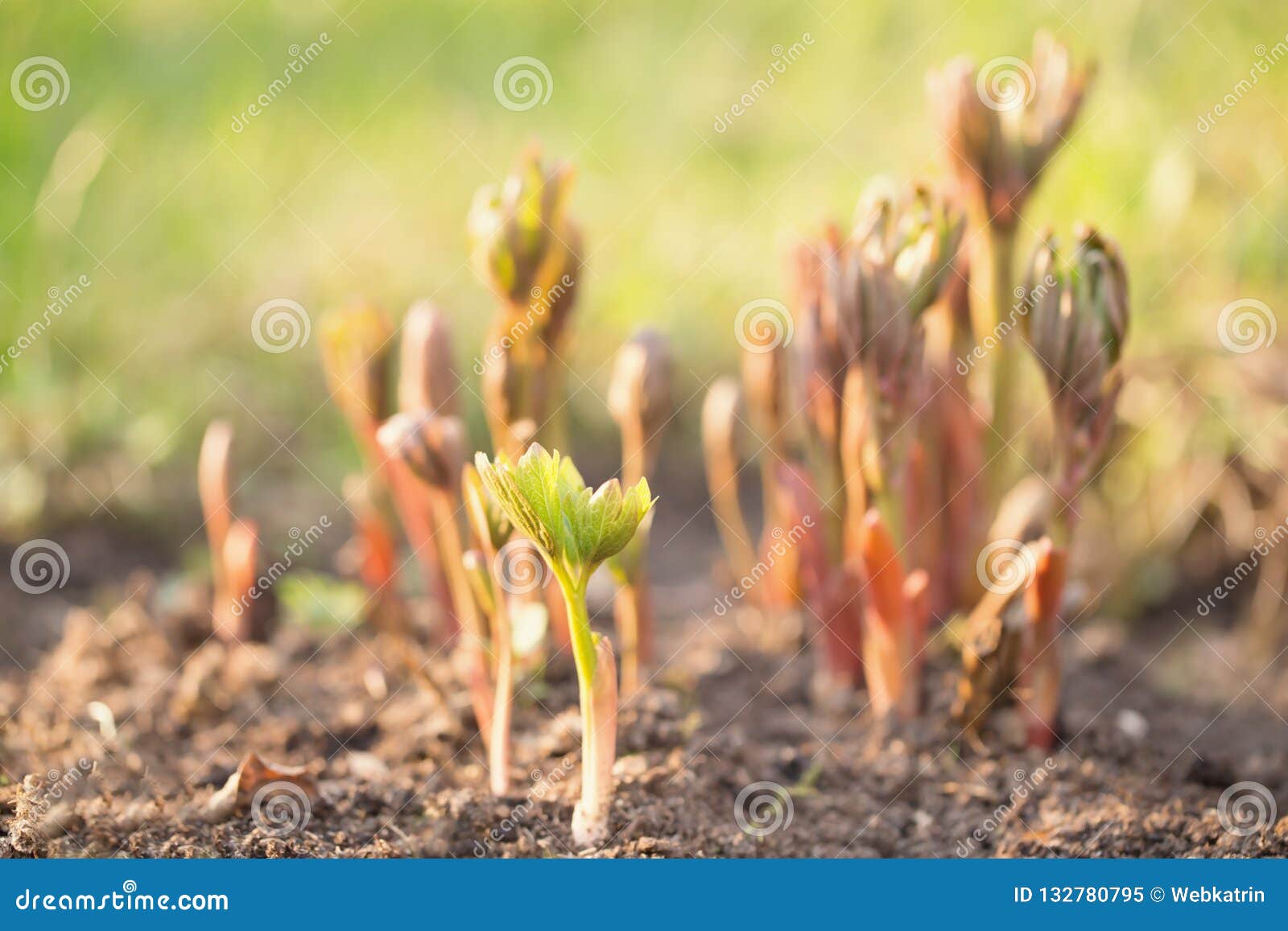 Young Peony Shoots in Early Spring Stock Image Image of overgrown