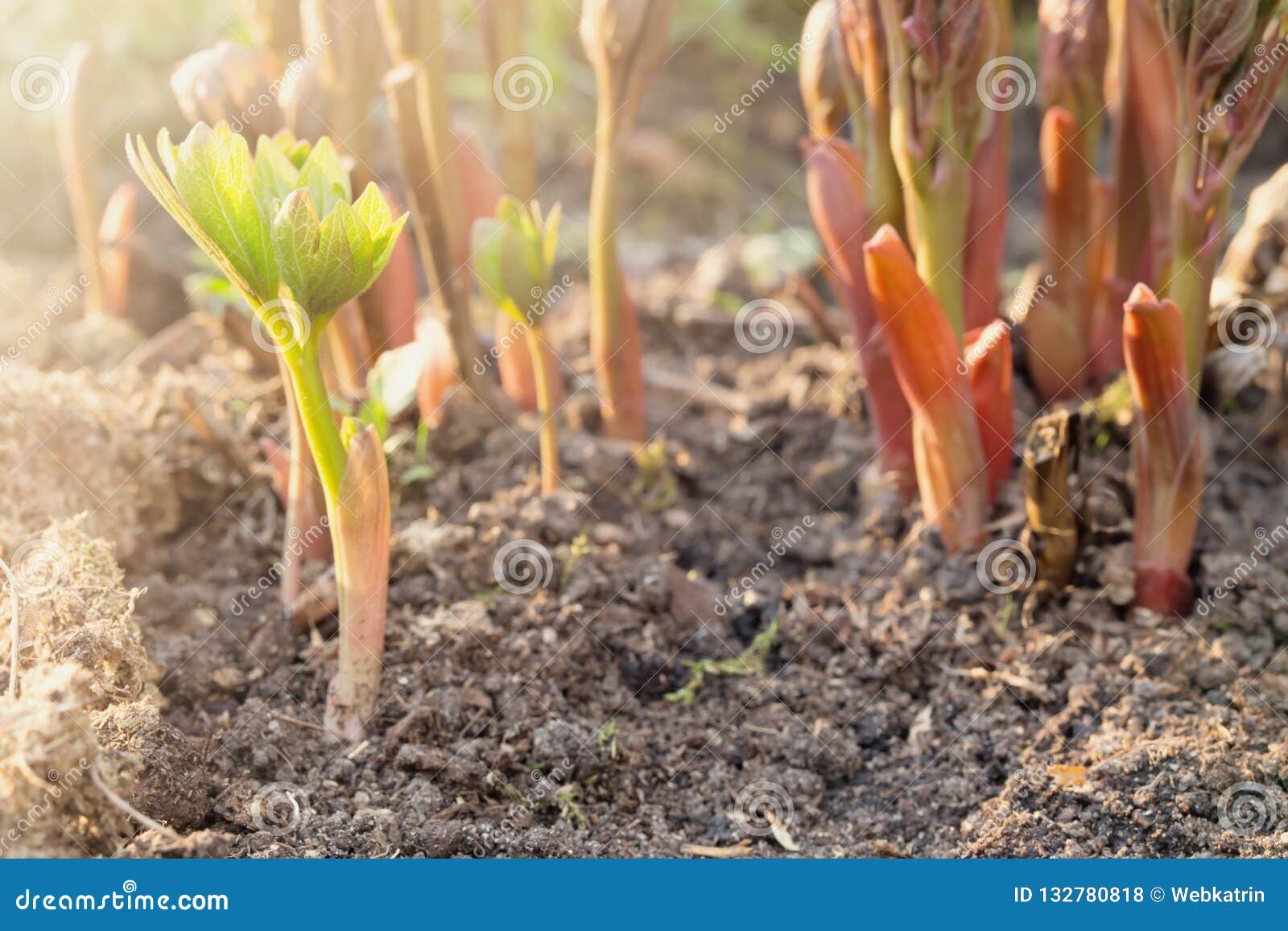 Young Peony Shoots in Early Spring Stock Photo Image of house