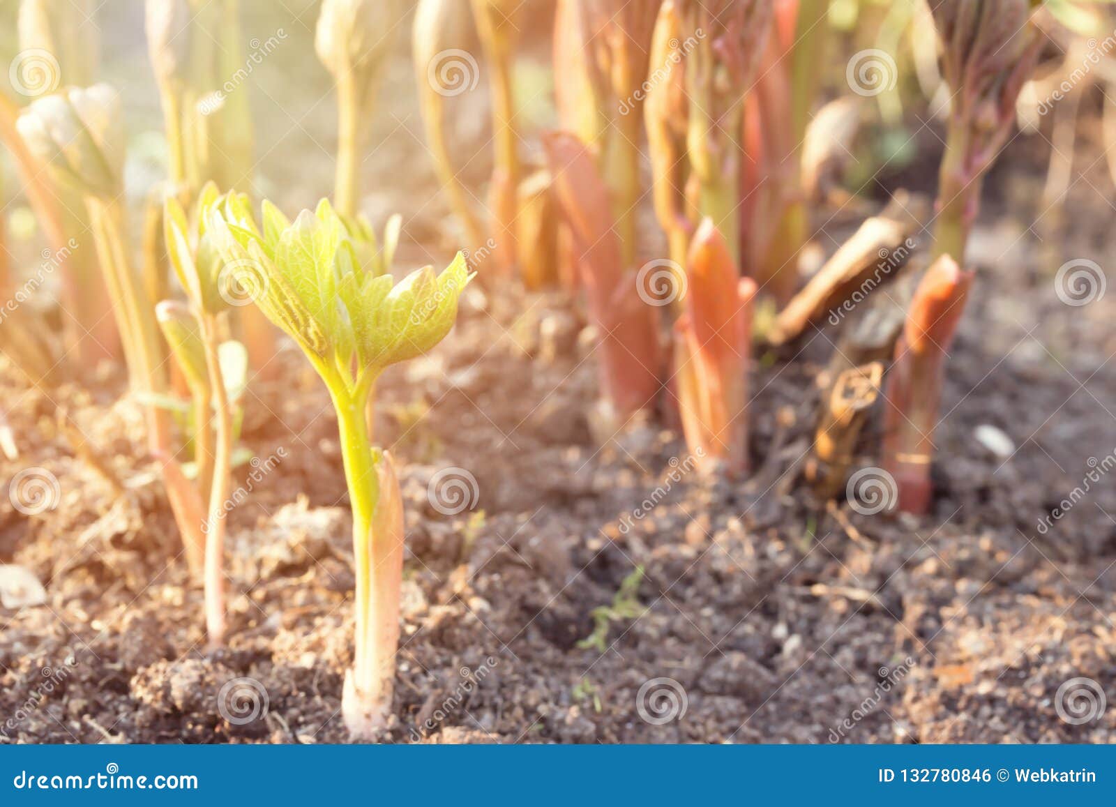 Young Peony Shoots in Early Spring Stock Photo Image of macro