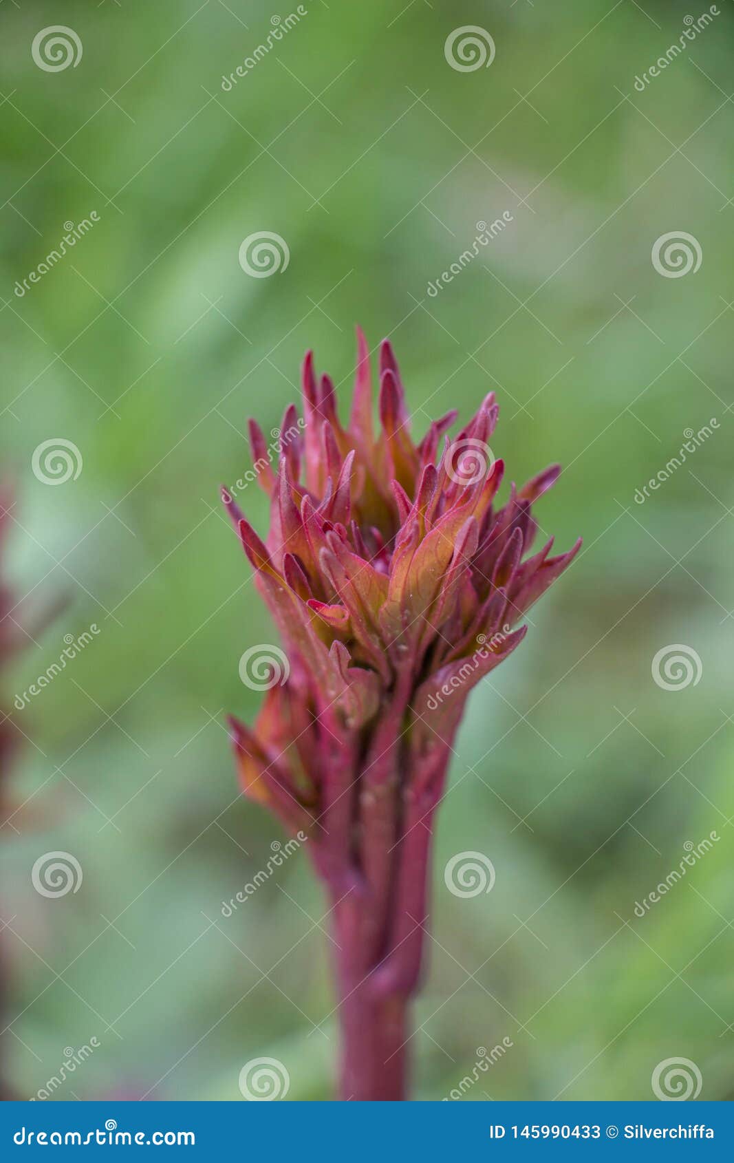 Young Peony Shoots in Early Spring. Red Stems with Leaf Buds Stock