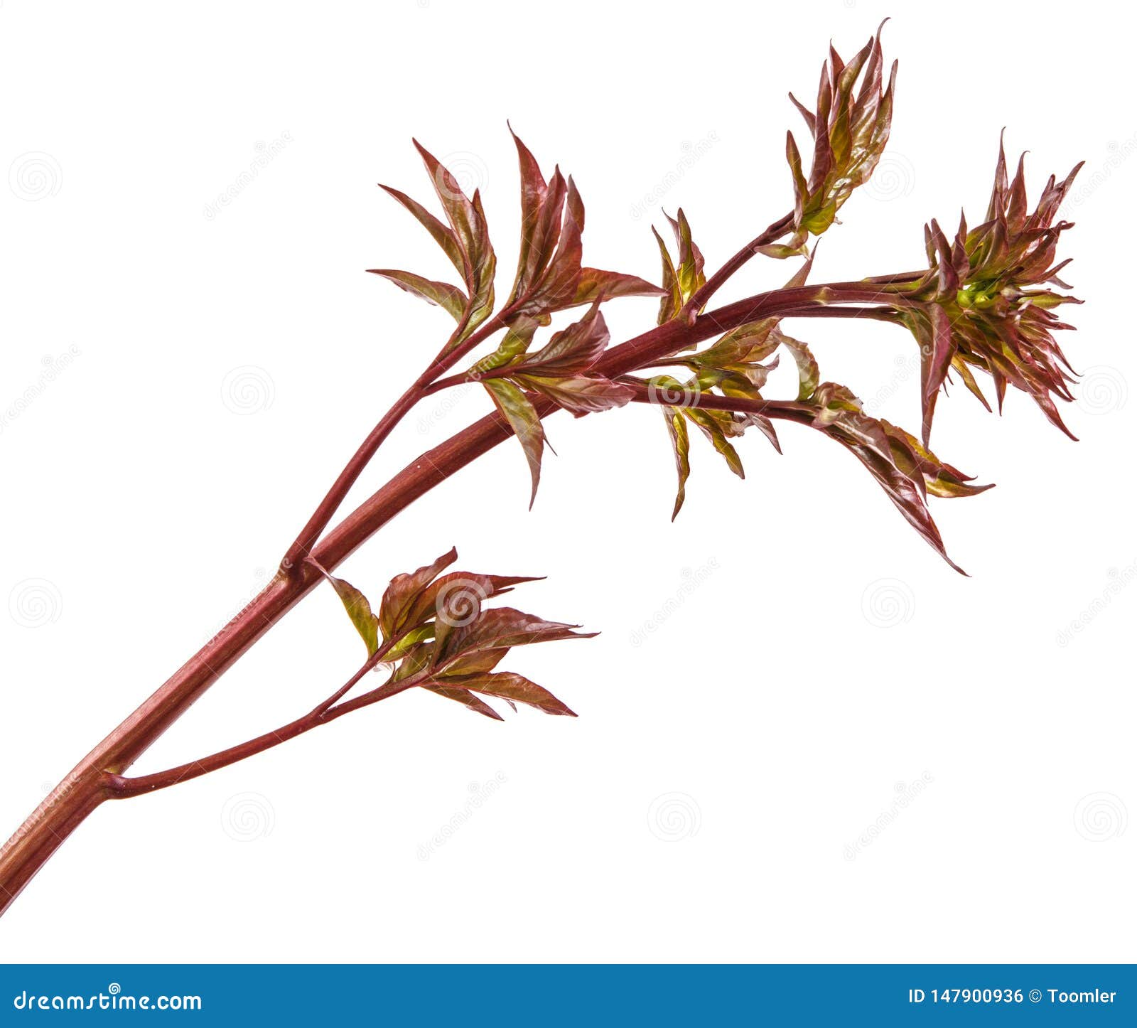 Young Peony Shoots. Isolated on White Stock Photo Image of leaves