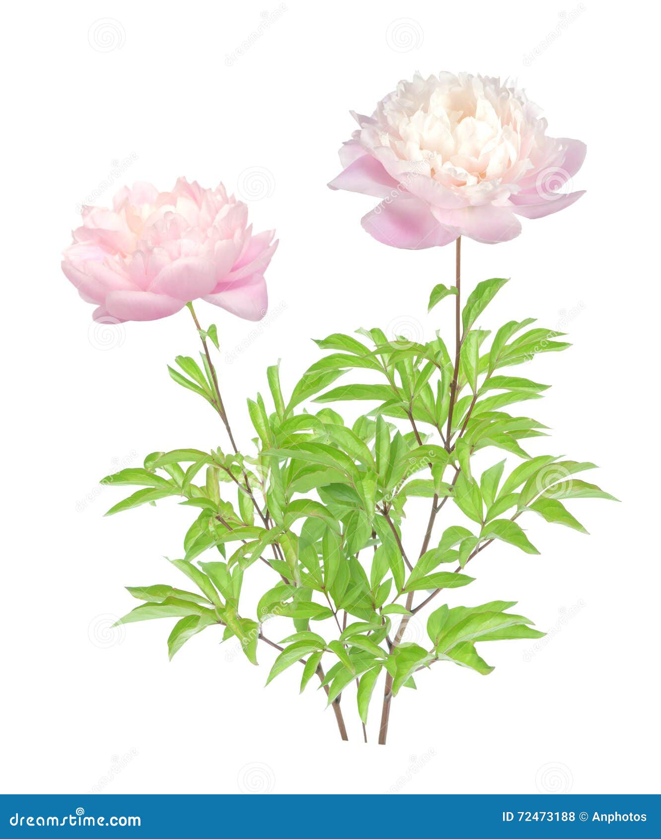 Young peony tree stock photo. Image of petal, bright 72473188