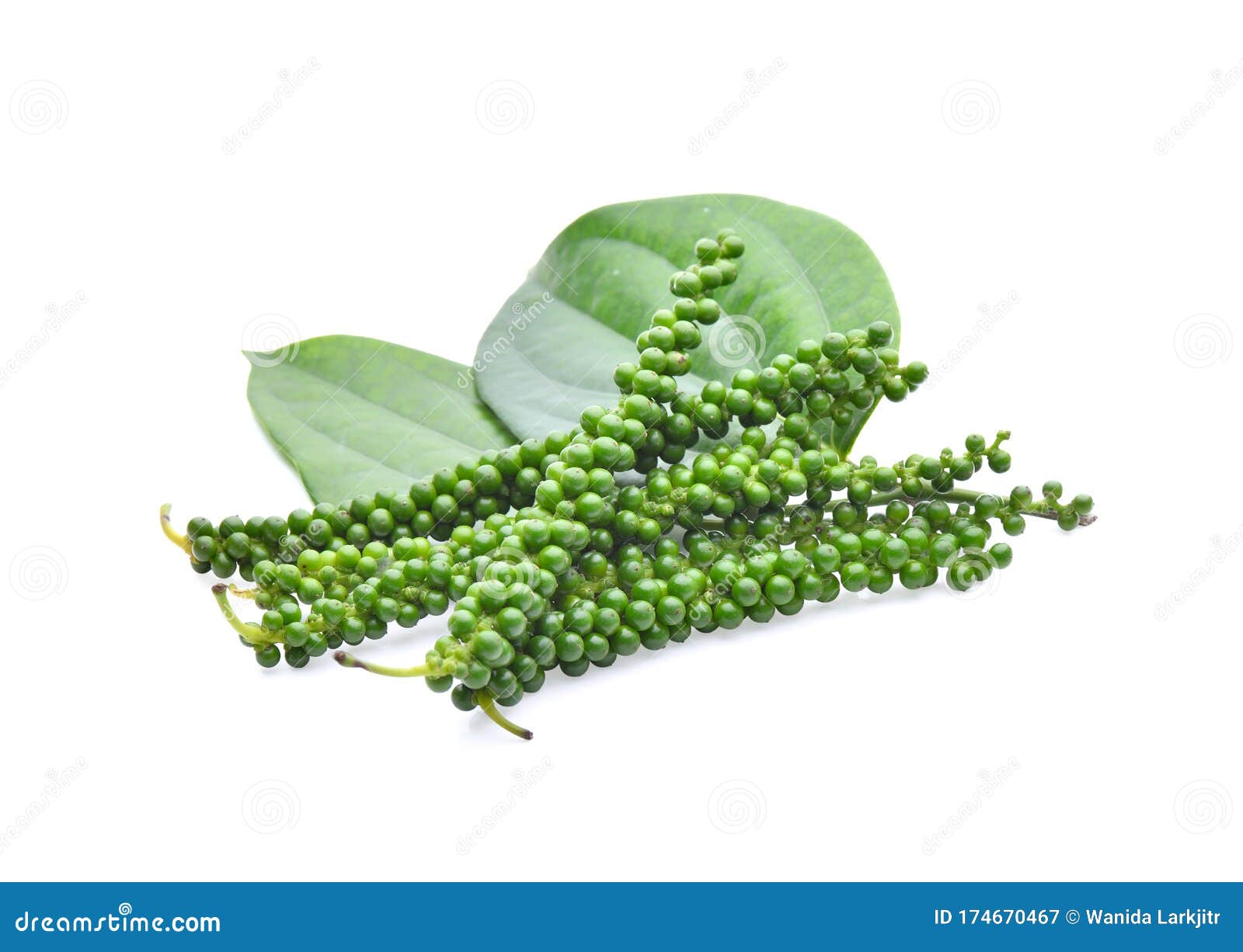 Young Pepper Corn on White Background Stock Image Image of peppercorn