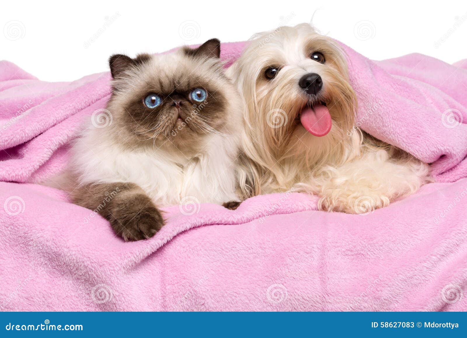 young persian cat and a happy havanese dog lying on a bedspread