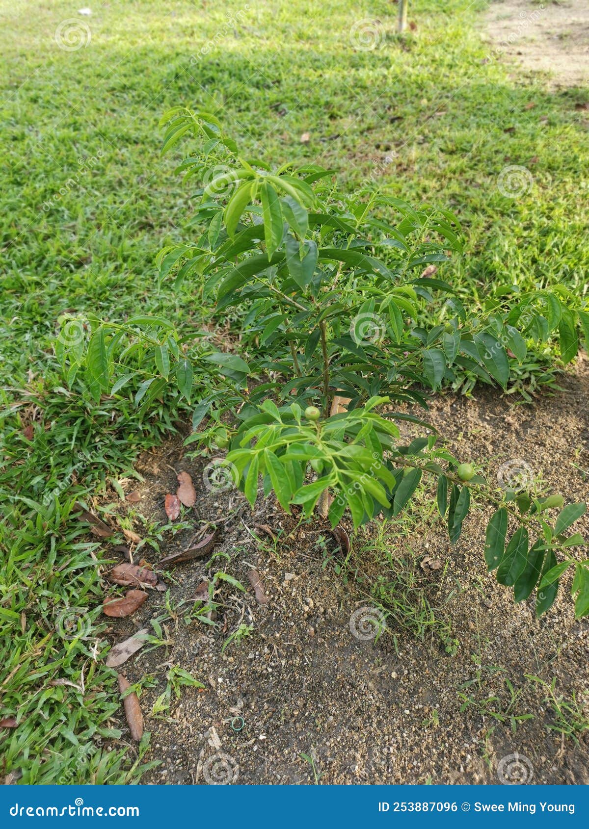 Young Phaleria Macrocarpa Growing Up from the Ground Stock Photo