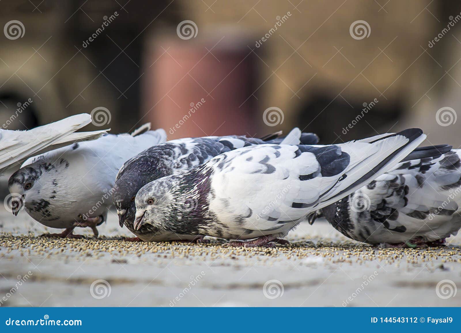 a young pigeon with grey nech and while feather