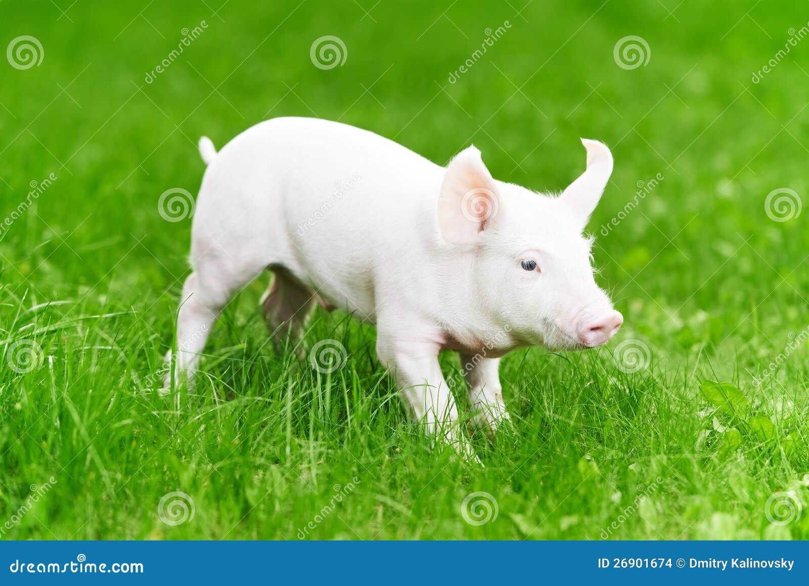 young piglet on green grass