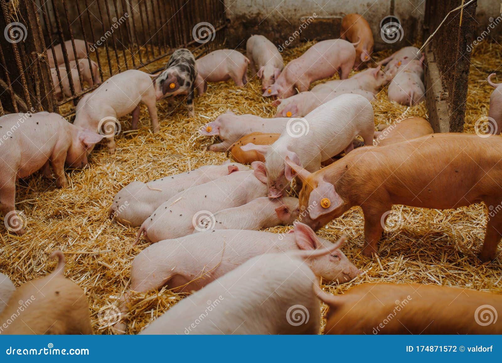 Young Pigs And Piglets In Barn Livestock Farm Stock Photo Image Of