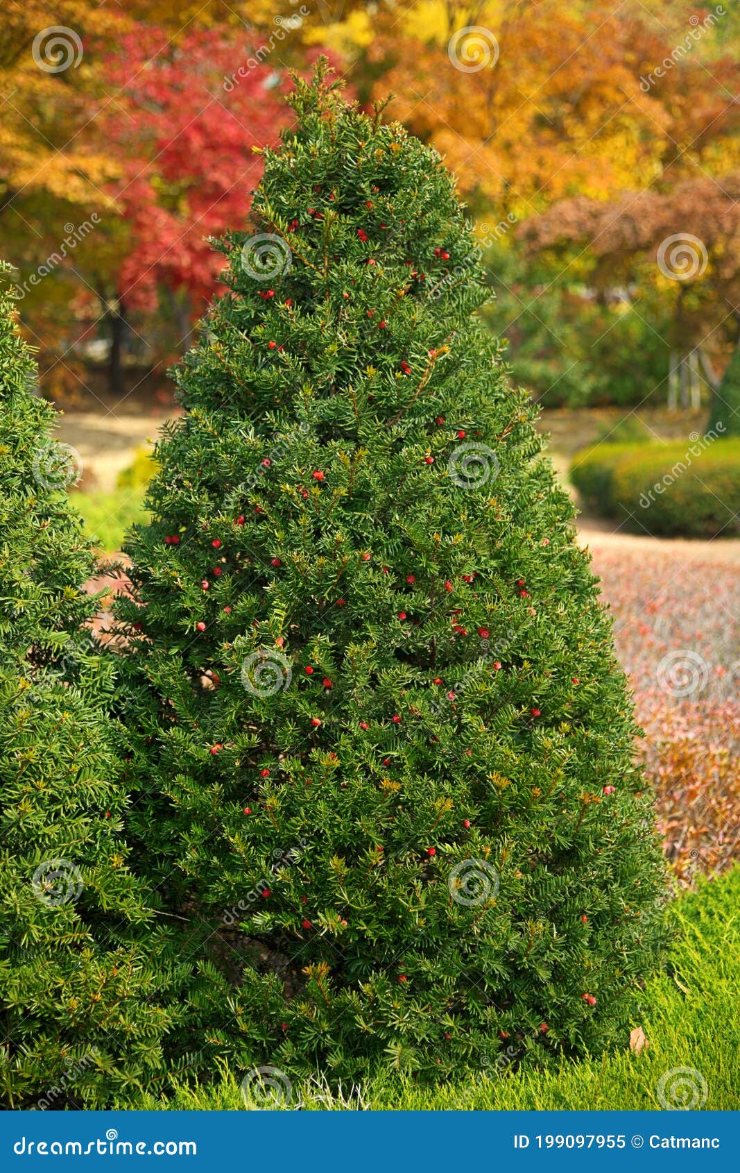 Young Pine Tree in a Garden in Autumn Season Stock Image Image of colorful, cypress 199097955