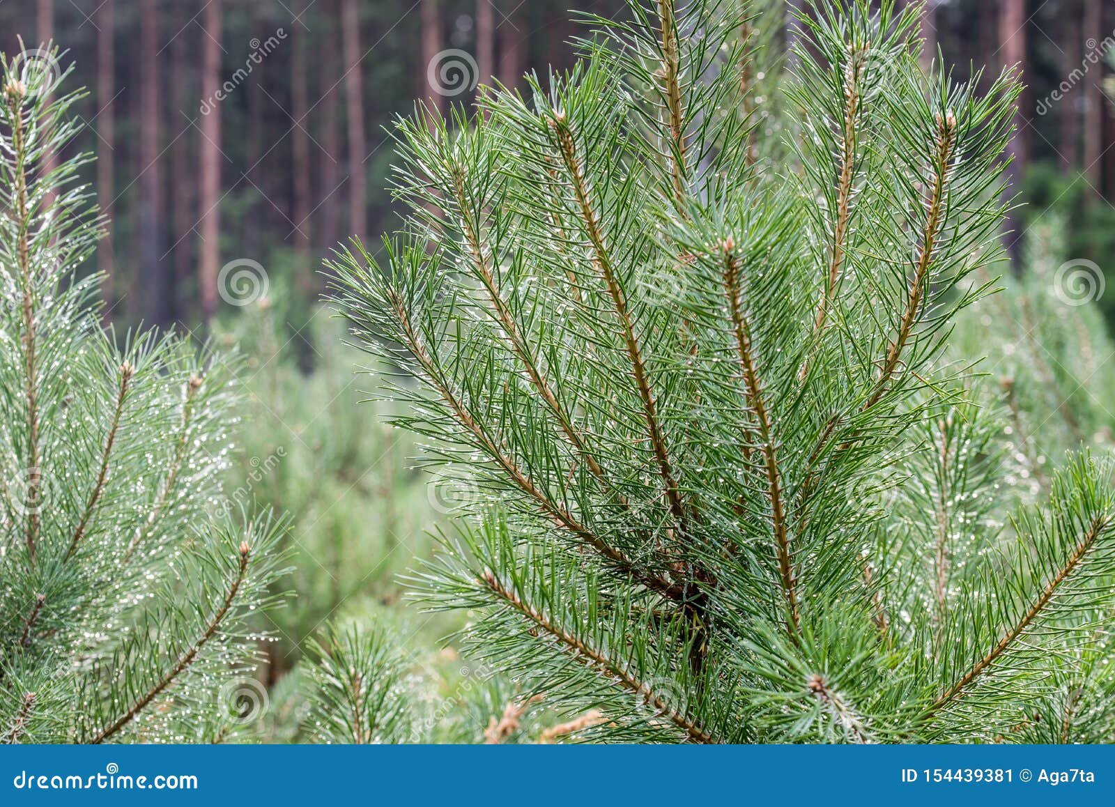 Young Pine Trees Plantation Stock Image Image of environmental, grow 154439381