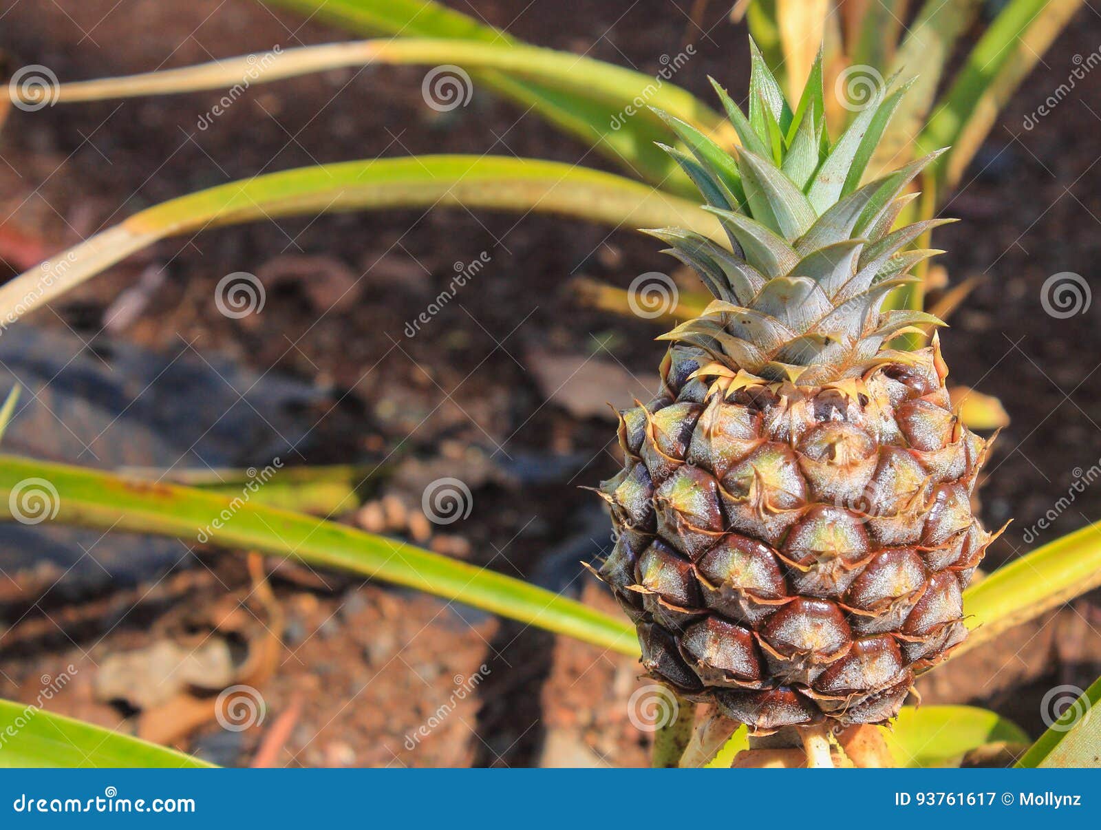 Young Pineapple Growing in Hawaii Stock Image Image of close, hawaii