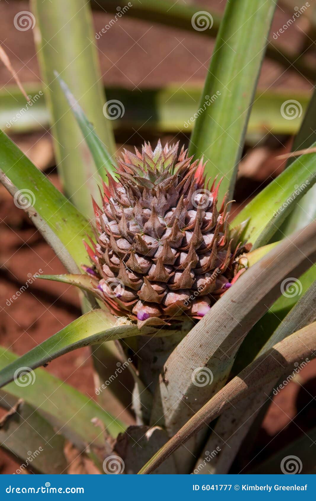 Pineapple Plant Growing In Hawaii Stock Photography