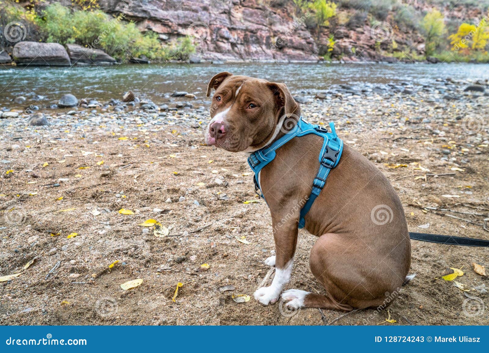 no pull harness for pitbulls