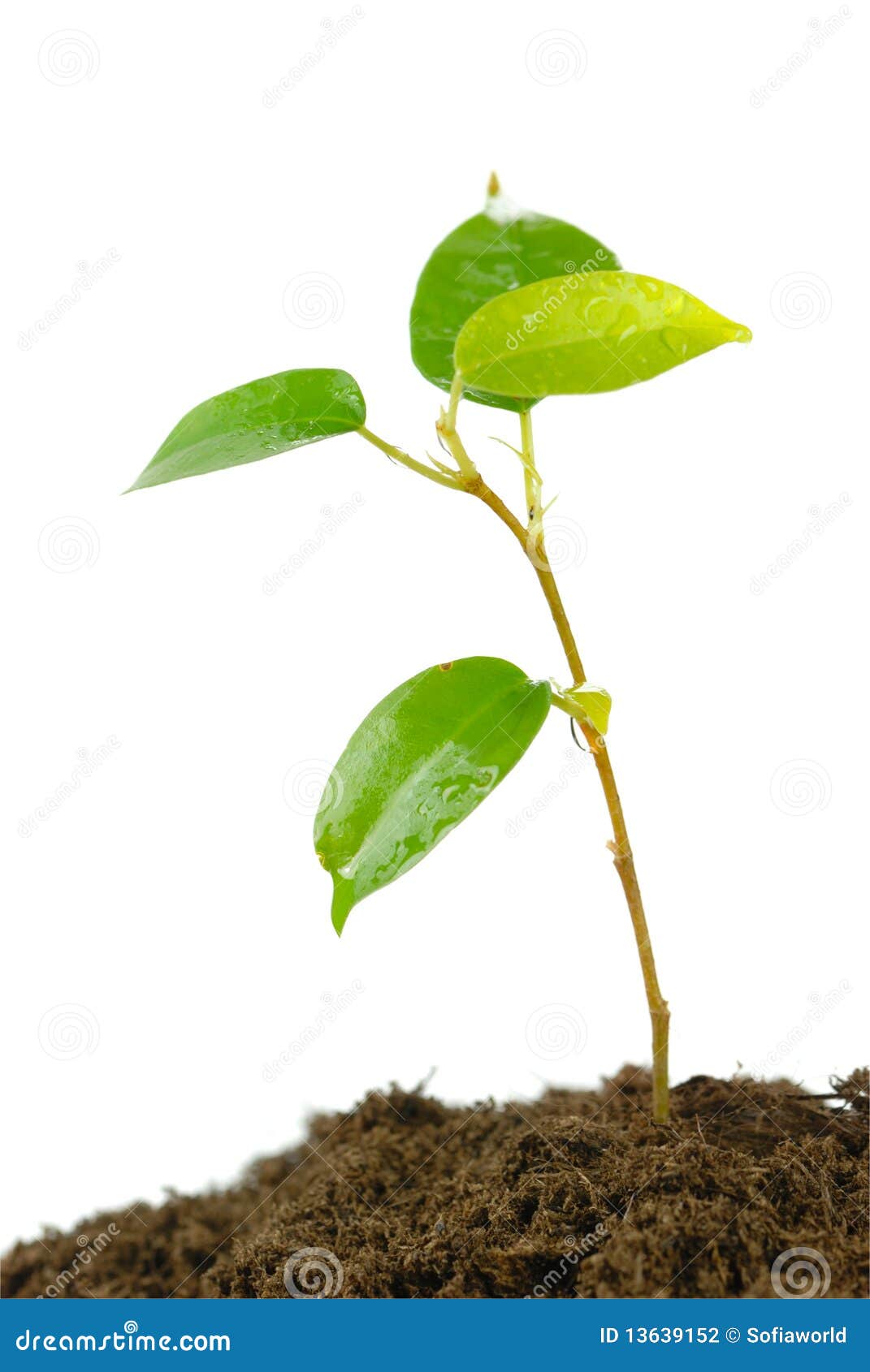 Young plant stock photo. Image of beginnings, life, herbal 13639152
